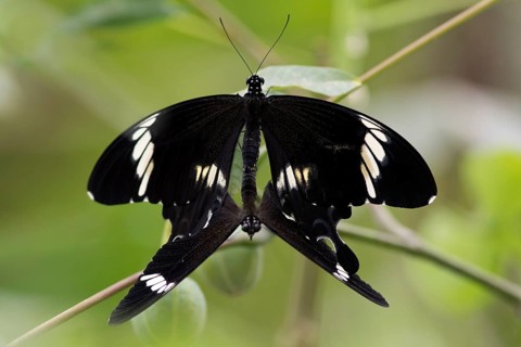 Butterfly Red Helen at Kopulation (Papilio helenus)