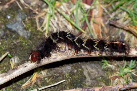 Eggar (Lasiocampidae sp.)