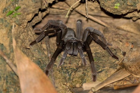 Bird spider Borneo Black (Lampropelma sp.) sits in front of cave