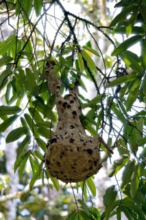 Hornets (Vespa tropica)