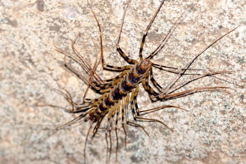 Long-legged centipede (Thereuopoda longicornis)