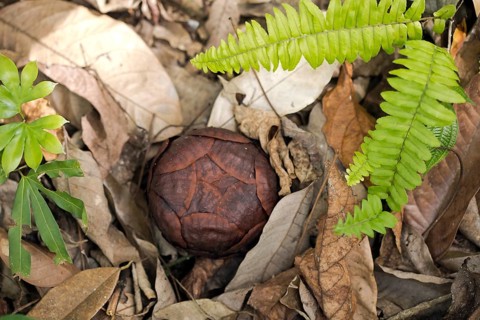 Corpse lily (Rafflesia arnoldii)