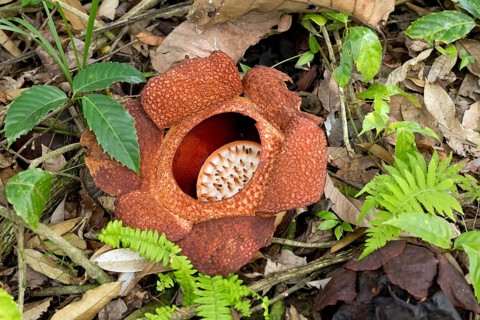 Corpse lily (Rafflesia arnoldii)