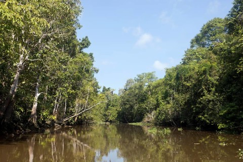 Billabong of the Kinabatangan River in the Jungle