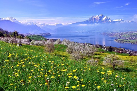 Blossoming cherry trees