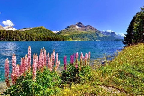 Lupines (Lupinus) at Lake Sils with Piz da la Margna