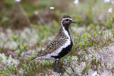 Golden plover (Pluvialis apricaria) in tundra