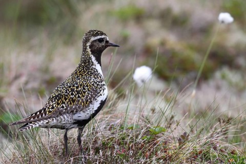 Golden plover (Pluvialis apricaria) in tundra