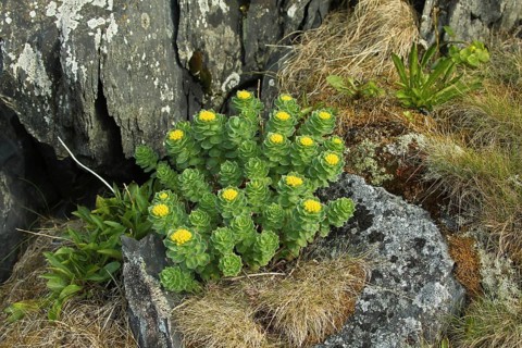 Goldmoss stonecrop (Sedum acre)