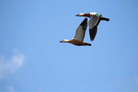 Ruddy shelducks (Tadorna ferruginea) flying in front of blue sky