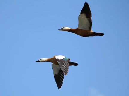 Ruddy shelducks (Tadorna ferruginea) flying in front of blue sky