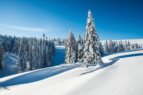Snowy pine trees on Mount Seebuck