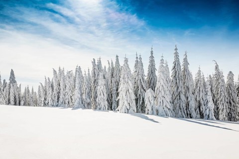 Snow-covered spruces in sunshine