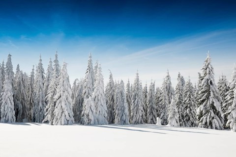 Snow-covered spruces in sunshine
