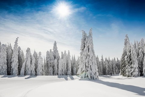 Snow-covered spruces in sunshine