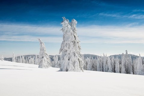 Snow-covered Spruces (Picea) in winter