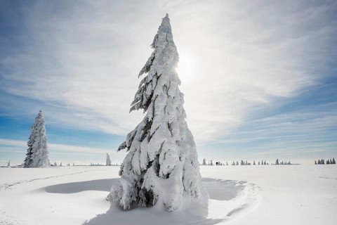Snow-covered Spruces (Picea) in winter