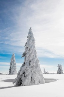 Snow-covered Spruces (Picea) in winter