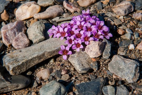 Purple mountain saxifrage (Saxifraga oppositifolia)