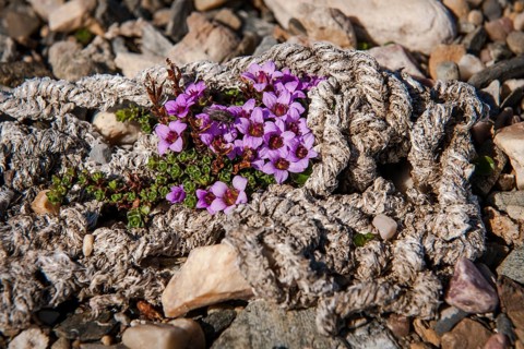 Purple mountain saxifrage (Saxifraga oppositifolia)