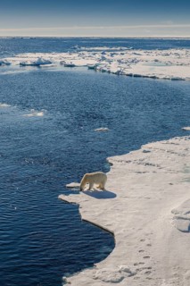 Polar bear (Ursus maritimus) drinking
