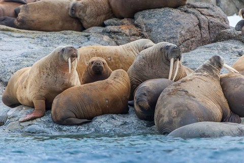 Walruses (Odobenus rosmarus)