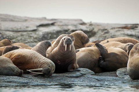Walruses (Odobenus rosmarus)