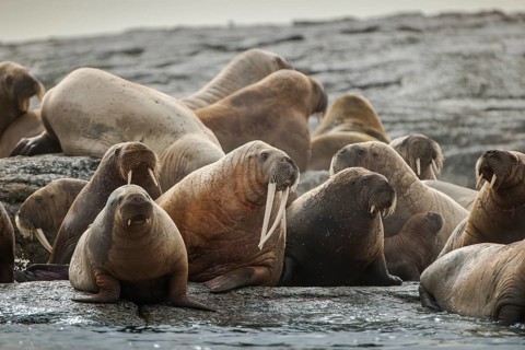 Walruses (Odobenus rosmarus)