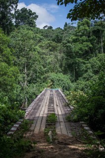 Bridge in Campo Ma'an National Park