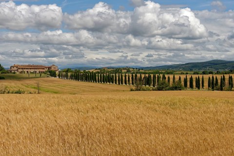 Avenue with cypresses