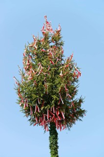 Maypole