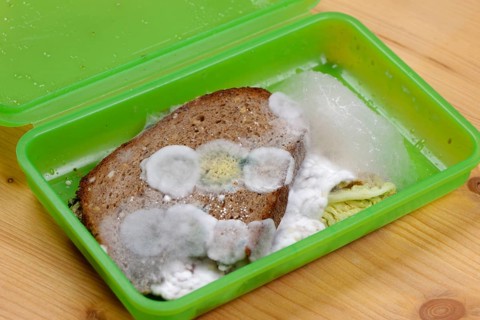 Mouldy bread in lunchbox