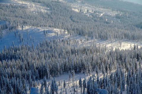 Snow-covered spruces