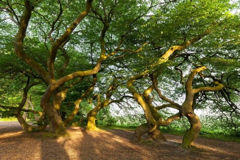 Dwarf beech (Fagus sylvatica var. Suentelensis) avenue