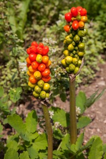 Italian Arum or Italian lords-and-ladies (Arum italicum)
