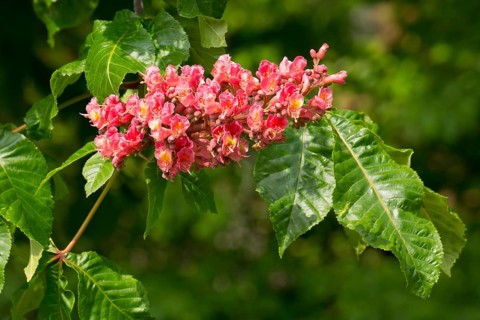 Red-flowered Horse Chestnut (Aesculus carnea)