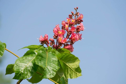 Red-flowered Horse Chestnut (Aesculus carnea)