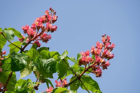 Red-flowered Horse Chestnut (Aesculus carnea)
