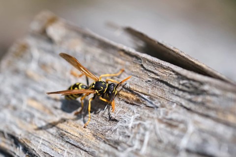 Wasp (Vespoidea) on a log