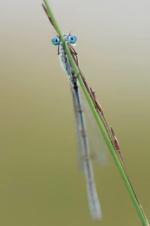 Common blue damselfly