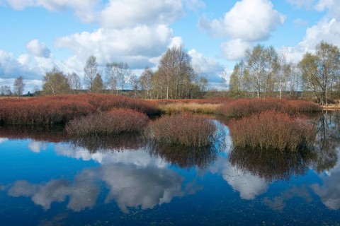 Gagel Flower (Myrica gale) in moor
