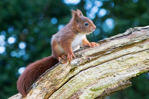 Young squirrel (Sciurus vulgaris) on tree trunk