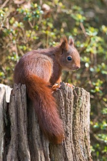 Young squirrel (Sciurus vulgaris) on tree trunk
