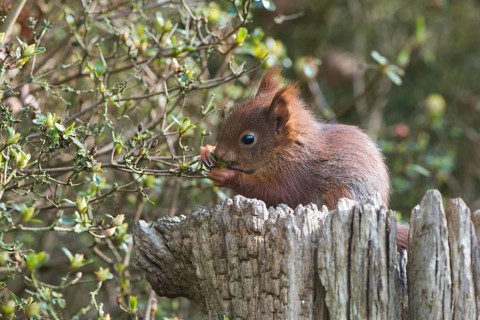 Young squirrel (Sciurus vulgaris) on tree trunk