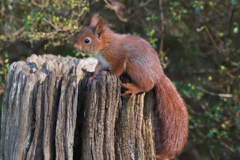 Young squirrel (Sciurus vulgaris) on tree trunk