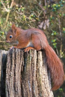Young squirrel (Sciurus vulgaris) on tree trunk