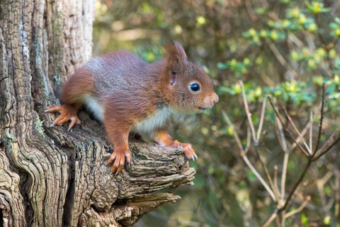 Young squirrel (Sciurus vulgaris) on tree trunk