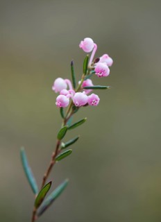 Blooming bog rosemary (Andromeda polifolia)