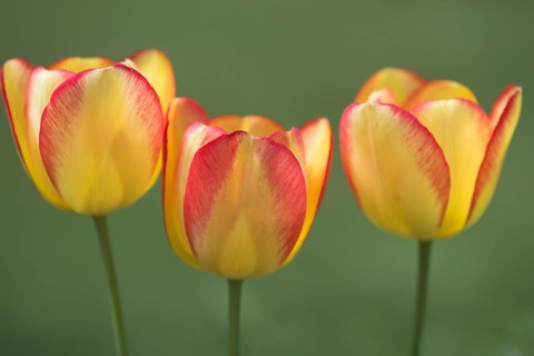 Three tulip (Tulipa hybrids) flowers