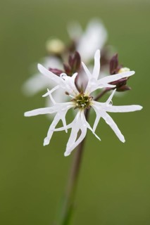 Rare white form of the ragged robin (Lychnis flos-cuculi)